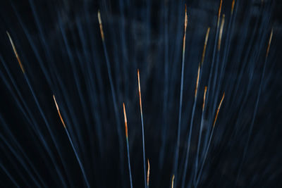 Low angle view of illuminated plant against sky at night