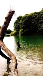 Reflection of trees in water