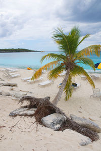 Palm tree on beach against sky