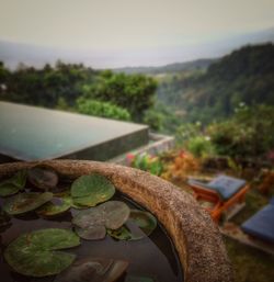 Close-up of fresh green plants on field against sky