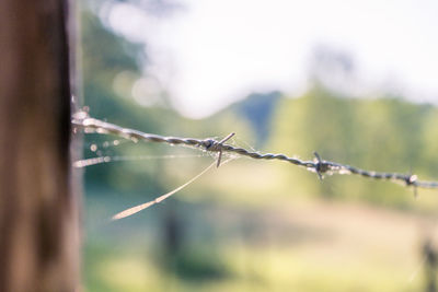 Close-up of barbed wire against trees