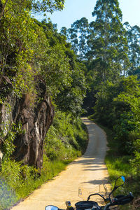 View of trees in park