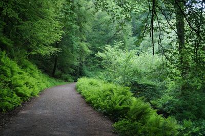 Footpath amidst trees in forest