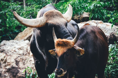 Cow in a field