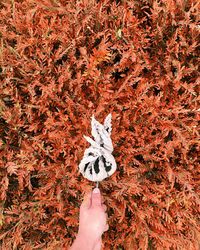 Directly above shot of human hand holding autumn leaf