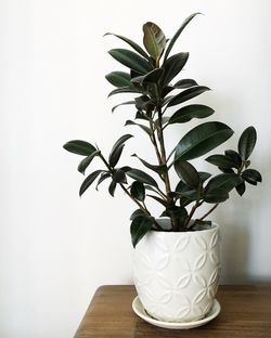 Close-up of potted plant on table against wall