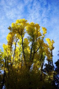 Low angle view of tree against sky