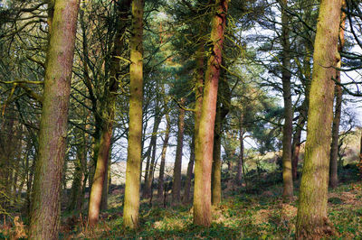 Trees in forest