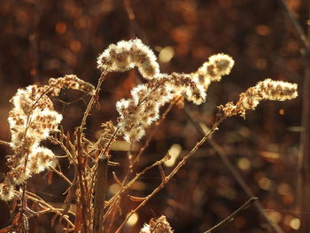 Close-up of plants