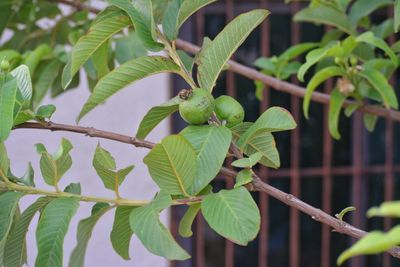 Close-up of plant