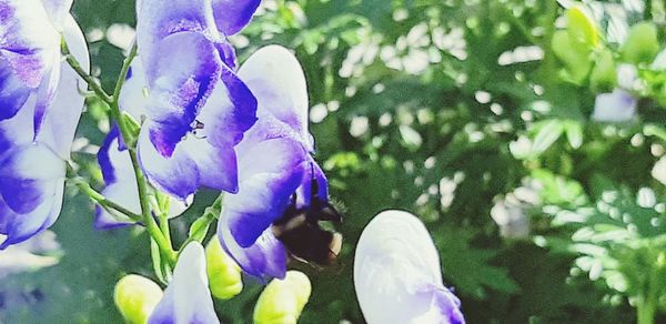 Close-up of purple flowering plants