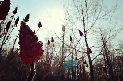 Low angle view of plants against sky