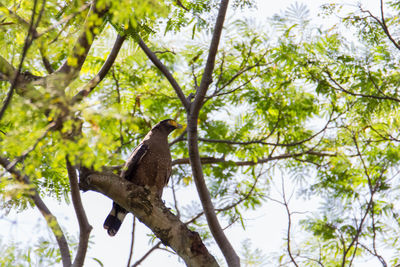 Low angle view of bird perching on tree