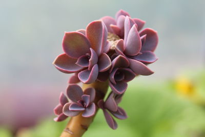 Succulent pups growing from the mother stem