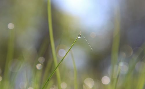 Close-up of wet plant against blurred background