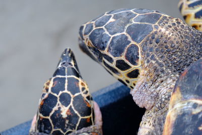 Close-up of a turtle