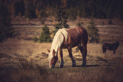 Horse grazing on field