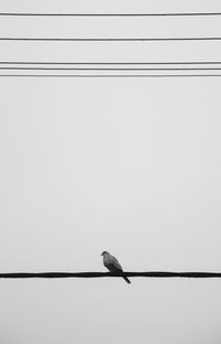 Bird perching on cable against clear sky