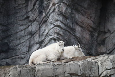 High angle view of dog on rock