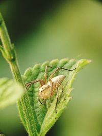 Close-up of insect on leaf