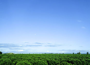 Scenic view of agricultural field against blue sky