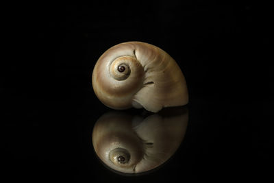 Close-up of shell over sea against black background