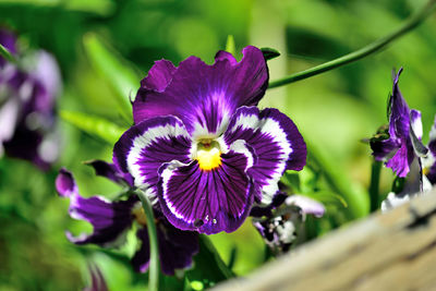 Close-up of purple iris flower