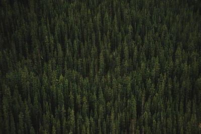 Full frame shot of trees