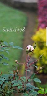 Close-up of flowers against blurred background