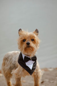 Portrait of dog against white background