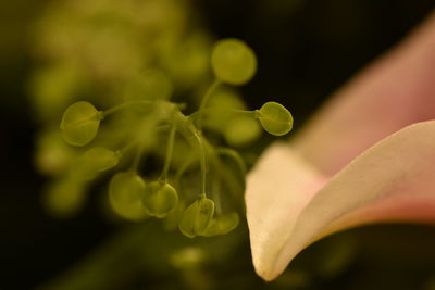 Macro shot of tiny green leaves by flower petal