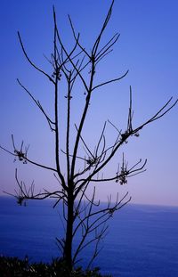 Low angle view of bare tree against clear sky