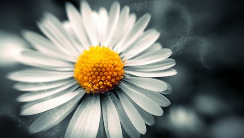 Close-up of white daisy blooming outdoors