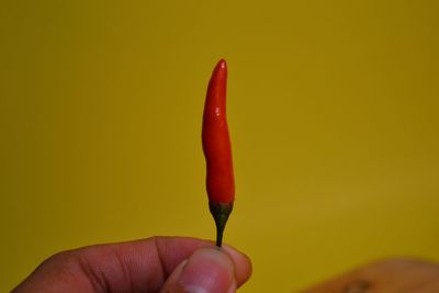 Close-up of hand holding red chili peppers