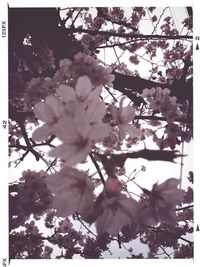 Low angle view of flowers blooming on tree