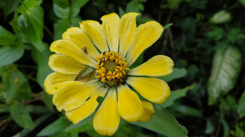 Close-up of yellow flower in park