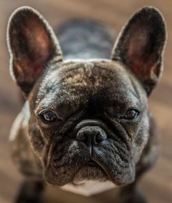 Close-up portrait of french bulldog at home