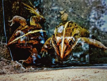 Close-up of insect on land