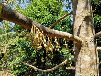 Close-up of tree trunk in forest