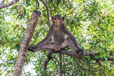 Crab-eating macaque