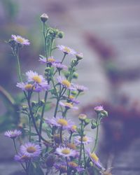 High angle view of flowers in garden