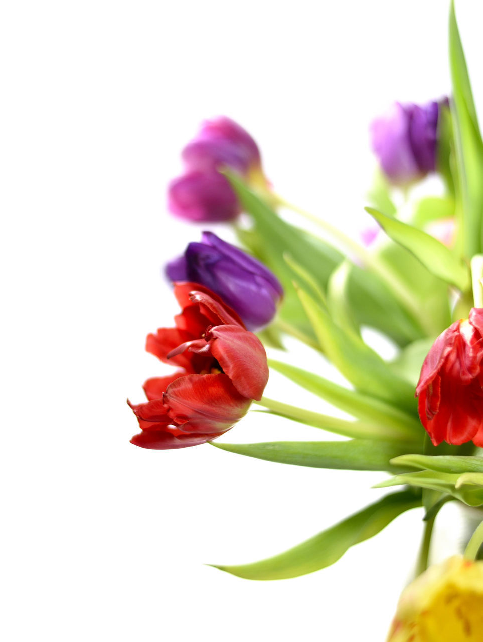 CLOSE-UP OF RED ROSE FLOWER OVER WHITE BACKGROUND