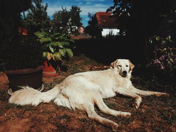 Dog sitting in a yard