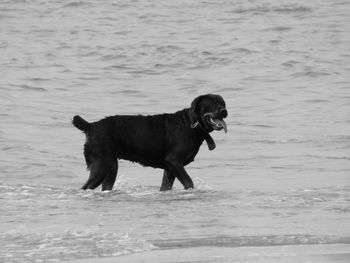 Profile view of black dog walking on beach