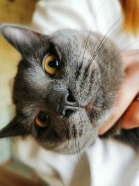 Close-up portrait of cat