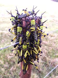 Close-up of insect on plant