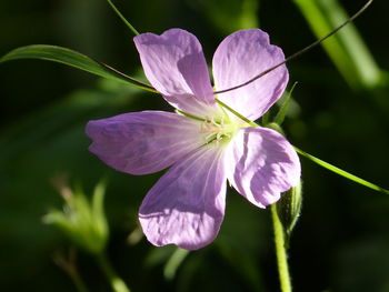 Close-up of purple flowering plant