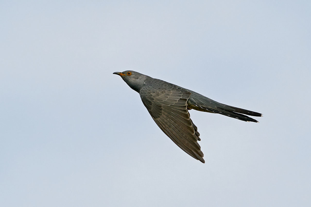 LOW ANGLE VIEW OF EAGLE FLYING