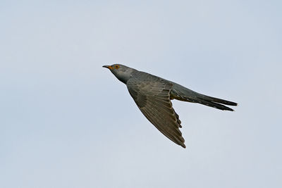 Low angle view of eagle flying against clear sky