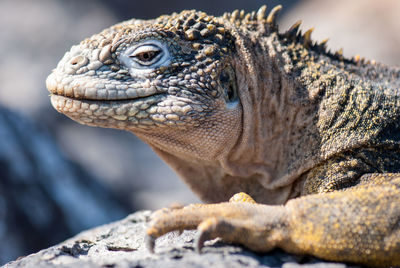 Close-up of galapagos land iguana